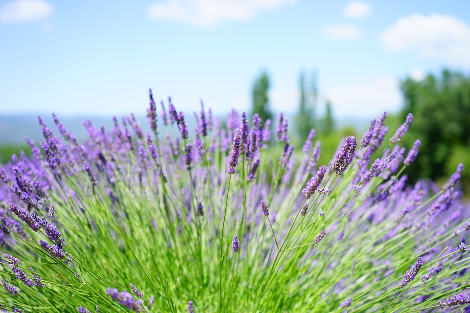 lavender-field-1595599_960_720