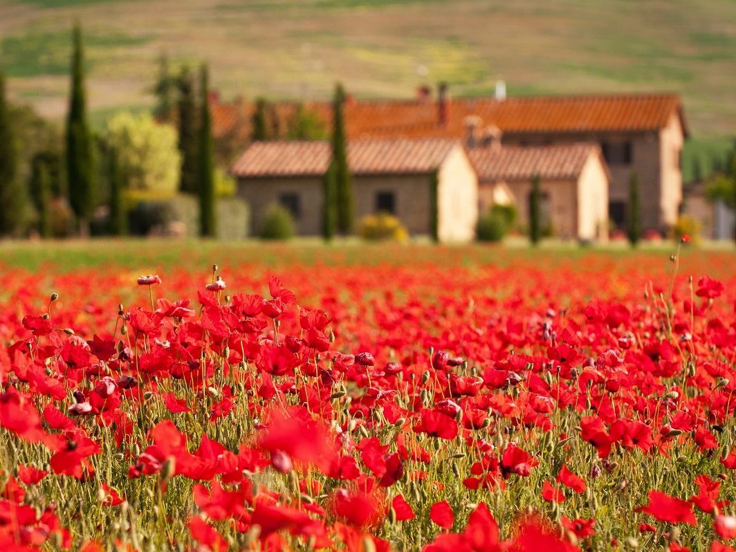 TOSCANE_CAMPAGNE_COQUELICOTS WEB